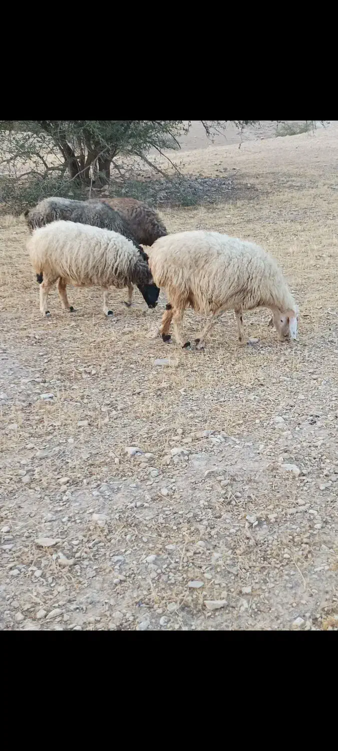 14راس میش داشتی|حیوانات مزرعه|فراشبند, |دیوار