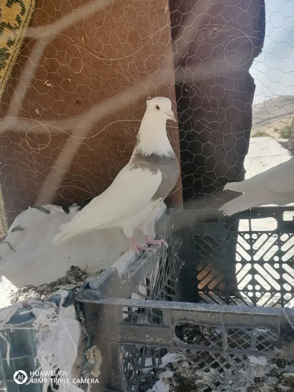 طوق سرکه ای|پرنده|دهدشت, |دیوار