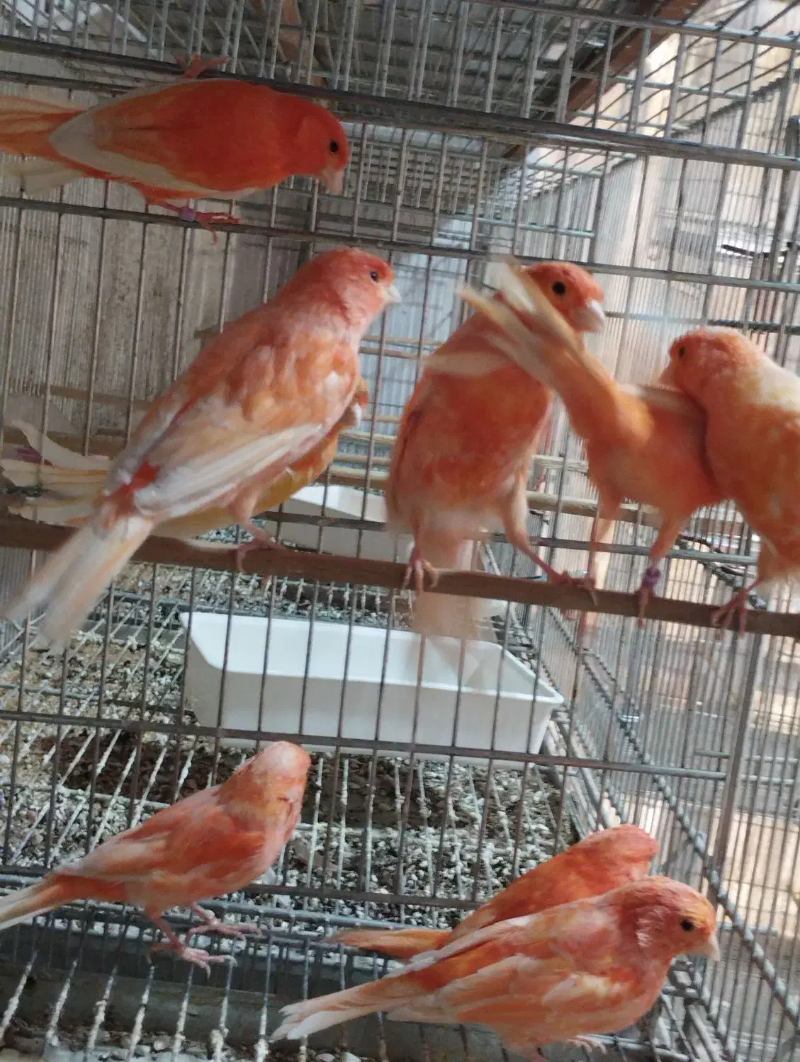 قناری|پرنده|اصفهان, باتون|دیوار