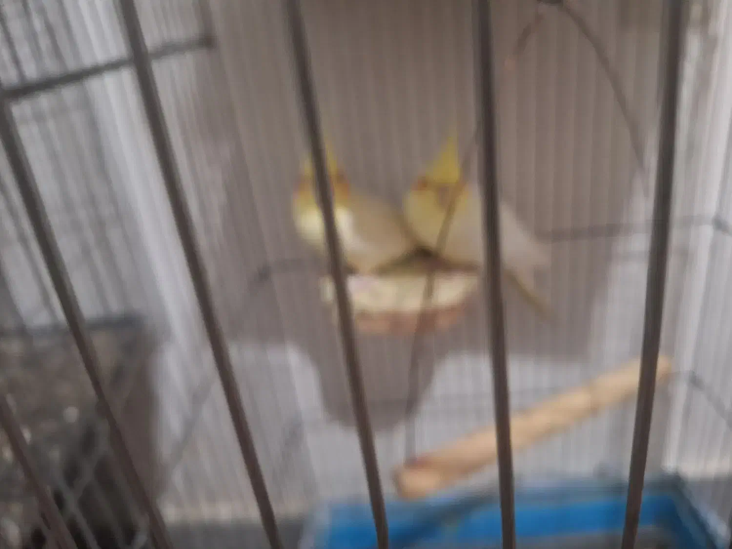 عروس هلندی نر ماده|پرنده|مهران (ایلام), |دیوار