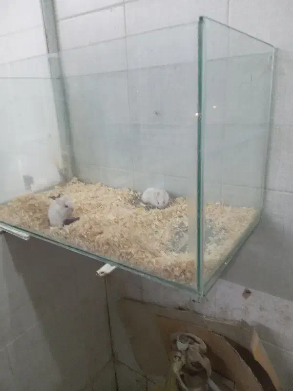 حیوان|موش و خرگوش|گتاب, |دیوار