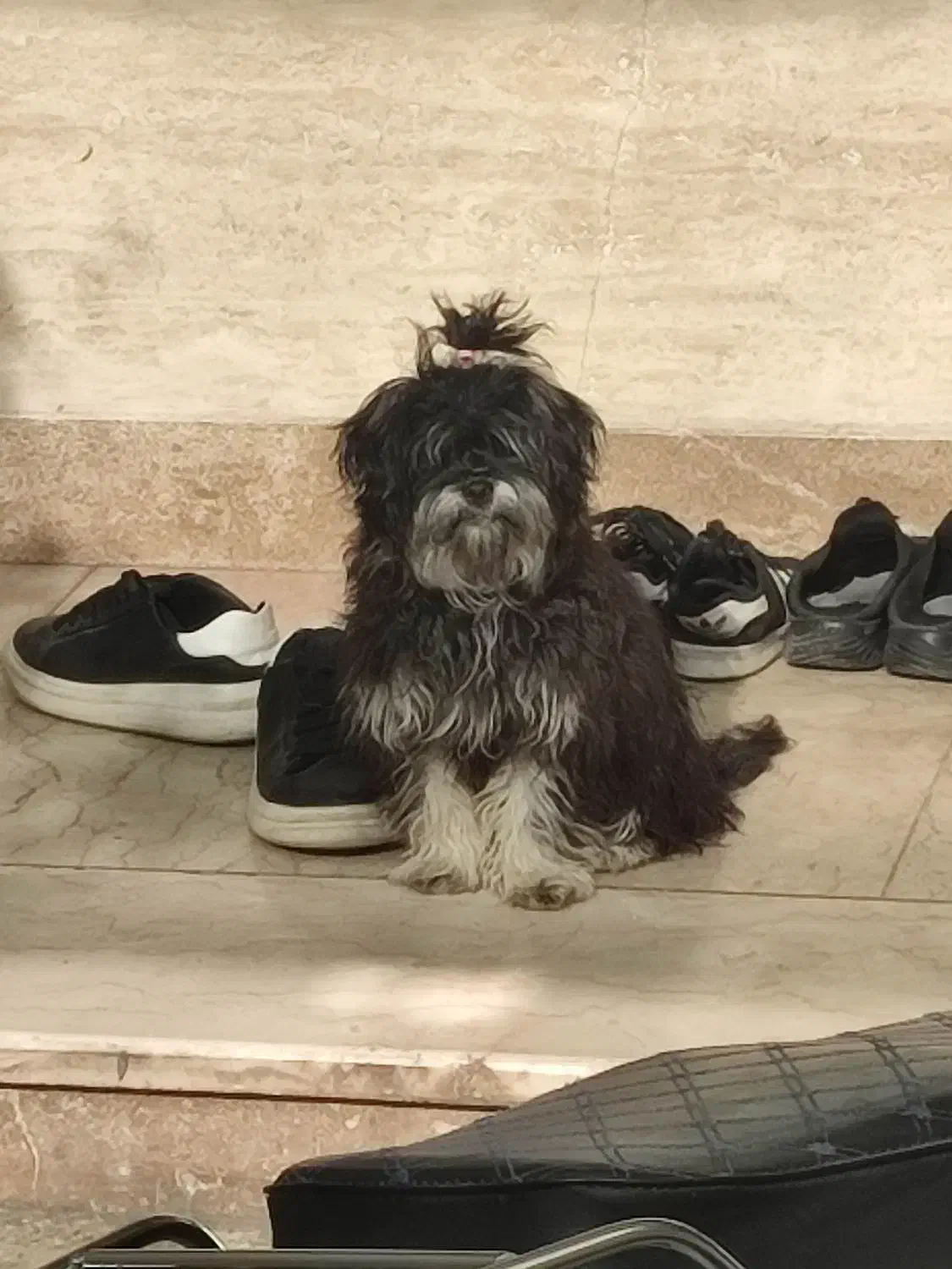 حیوان خانگی|سگ|بادرود, |دیوار