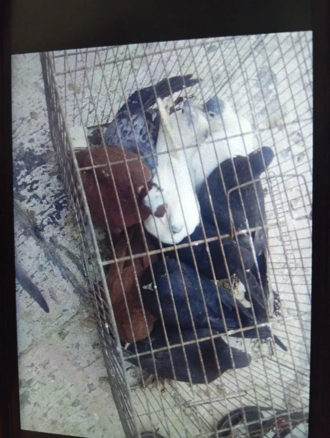 ۱۰عددکبوتر|پرنده|صوفیان, |دیوار