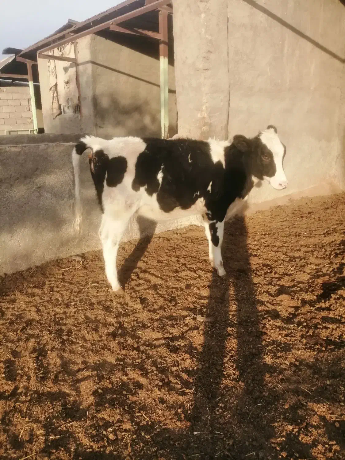 فروش یک عدد گوساله هلشتاین 11ماه ازمادر پرتولید|حیوانات مزرعه|سرایان, |دیوار