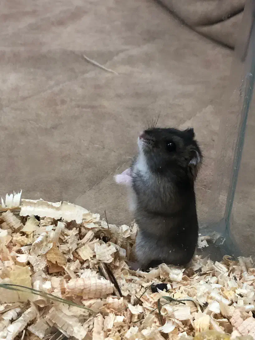 همستر دستی نژاد کپل|موش و خرگوش|گنبد کاووس, |دیوار