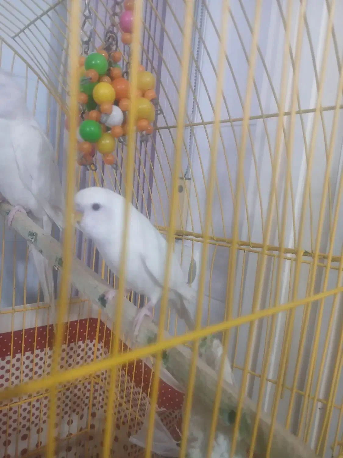 فروش مرغ عشق|پرنده|مرند, |دیوار