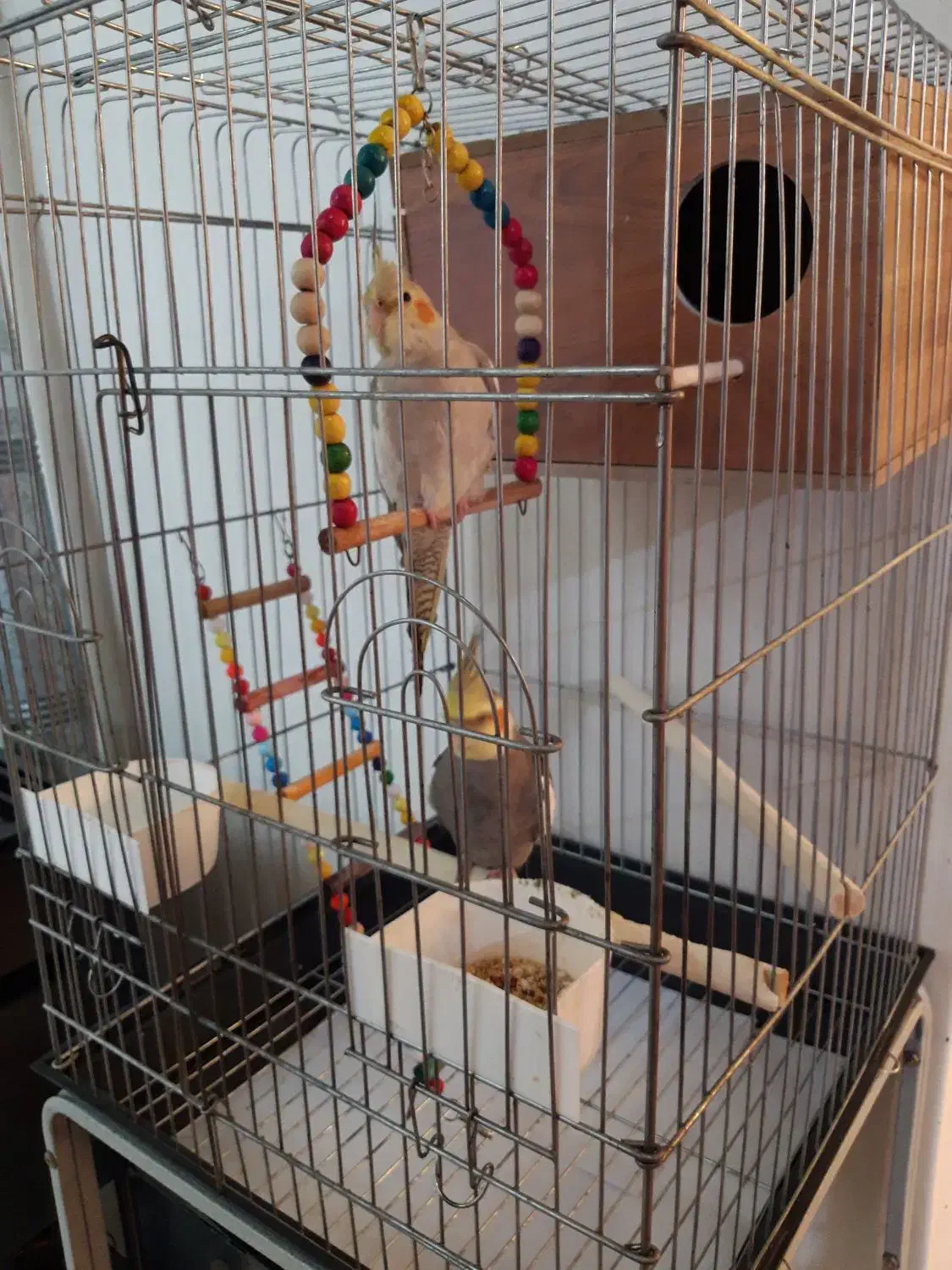 یک جفت عروس هلندی|پرنده|تهران, جنت‌آباد مرکزی|دیوار