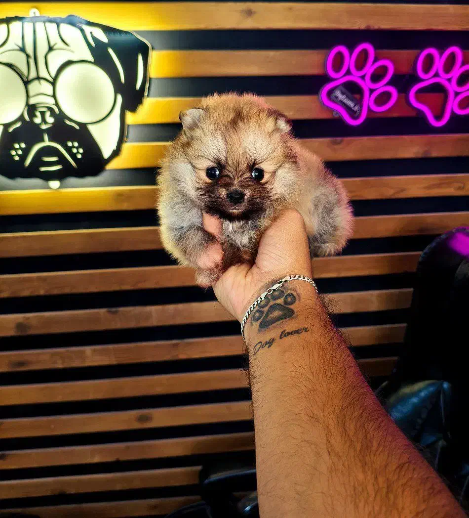 پامرخرسی پامرعروسکی توی پودل مینی شیتزو سگ جیبی|سگ|اصفهان, خانه اصفهان|دیوار