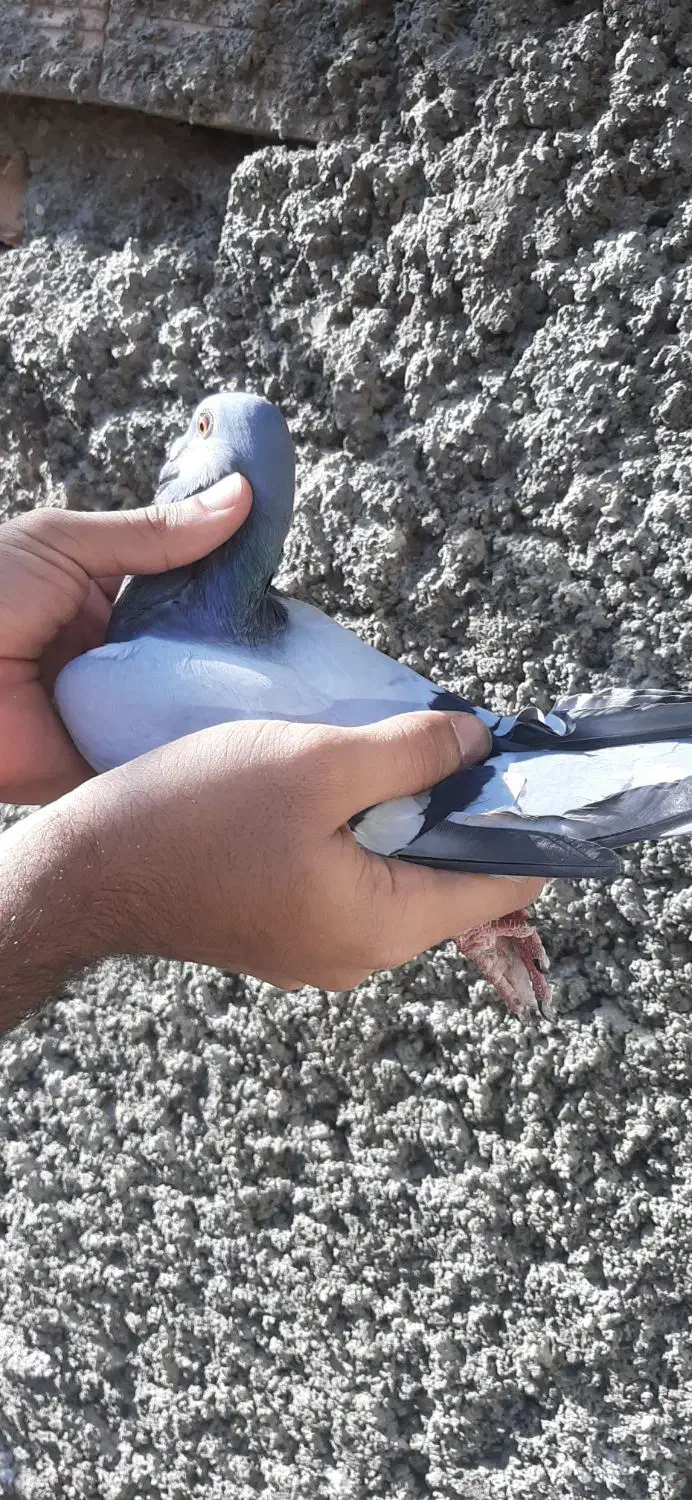 کبوتر سبز|پرنده|کلاله, |دیوار