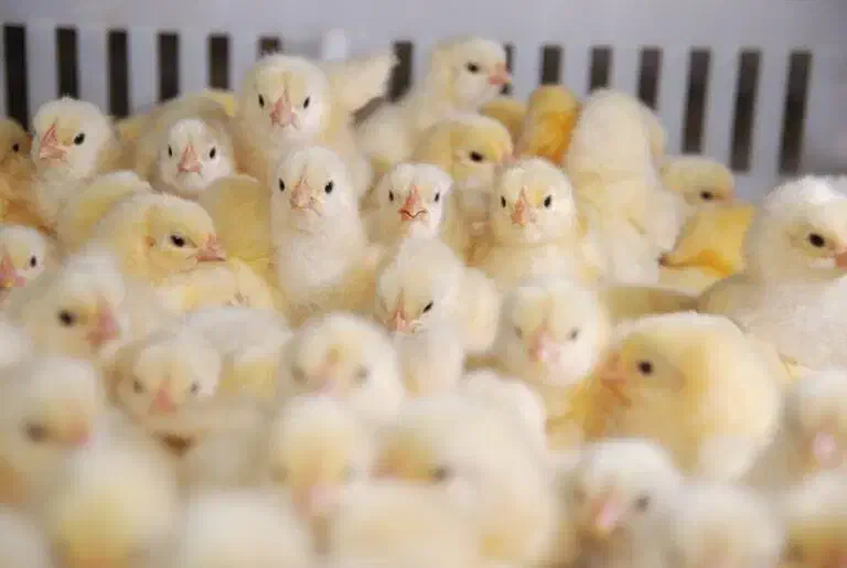 دستگاه جوجه کشی 126 عددی دماوند (پسکرایه)|لوازم جانبی حیوانات|رضوانشهر, |دیوار