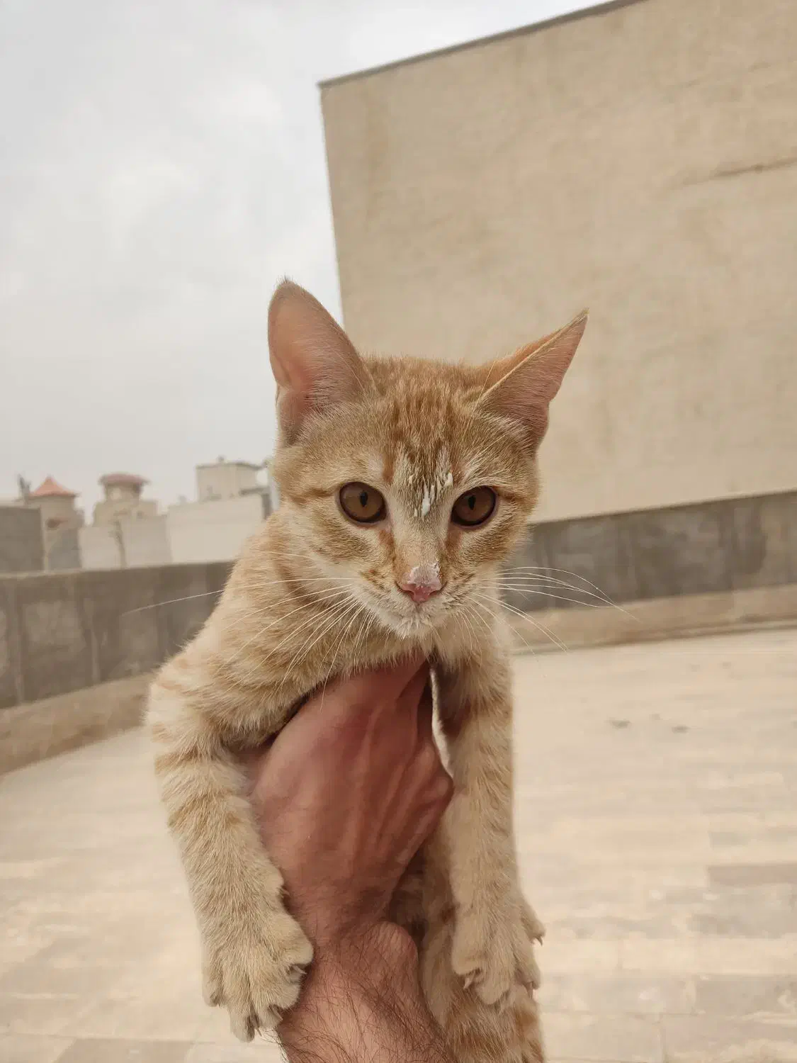 واگذاری بچه گربه|گربه|قم, پردیسان|دیوار