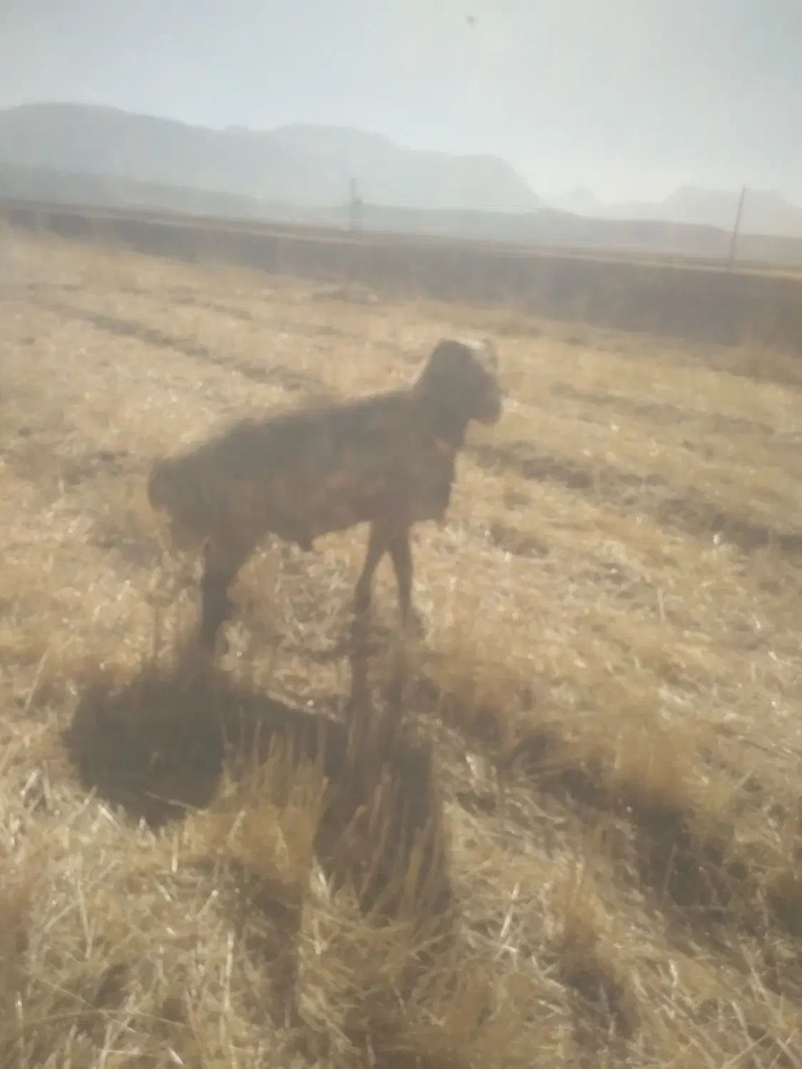 قوچ ۳رون|حیوانات مزرعه|خانمیرزا, |دیوار