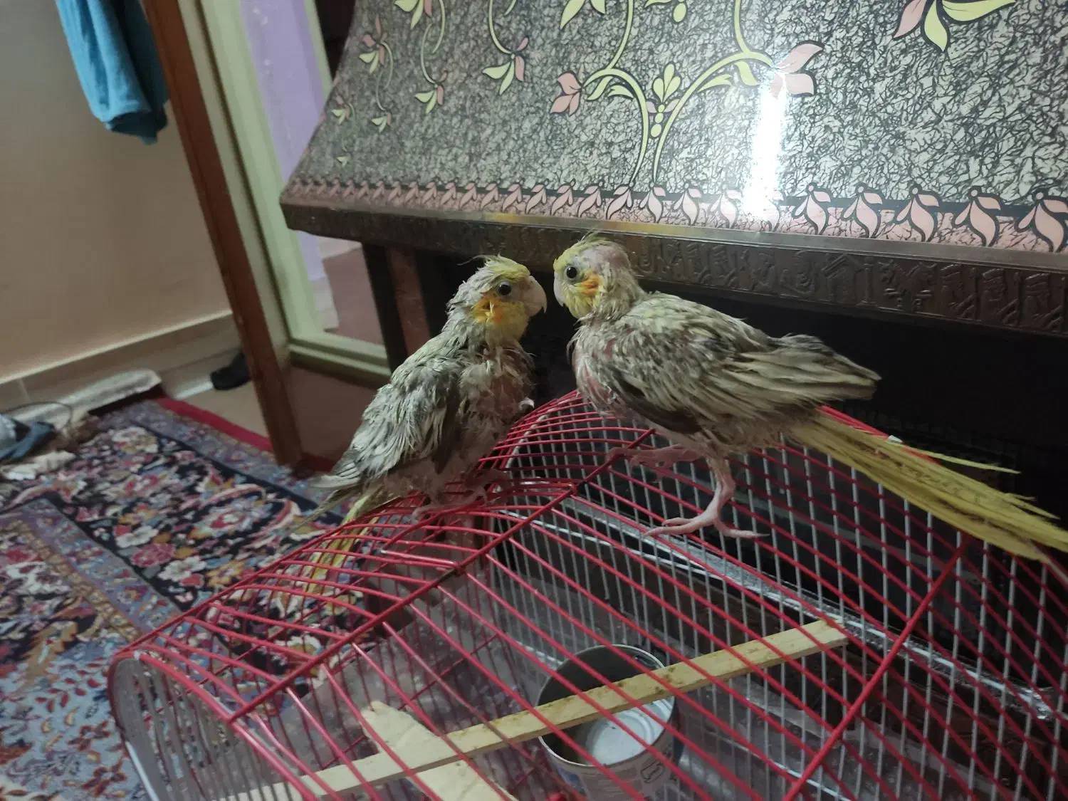 جوجه عروس هلندی فروشی|پرنده|سبزوار, امیر کبیر|دیوار