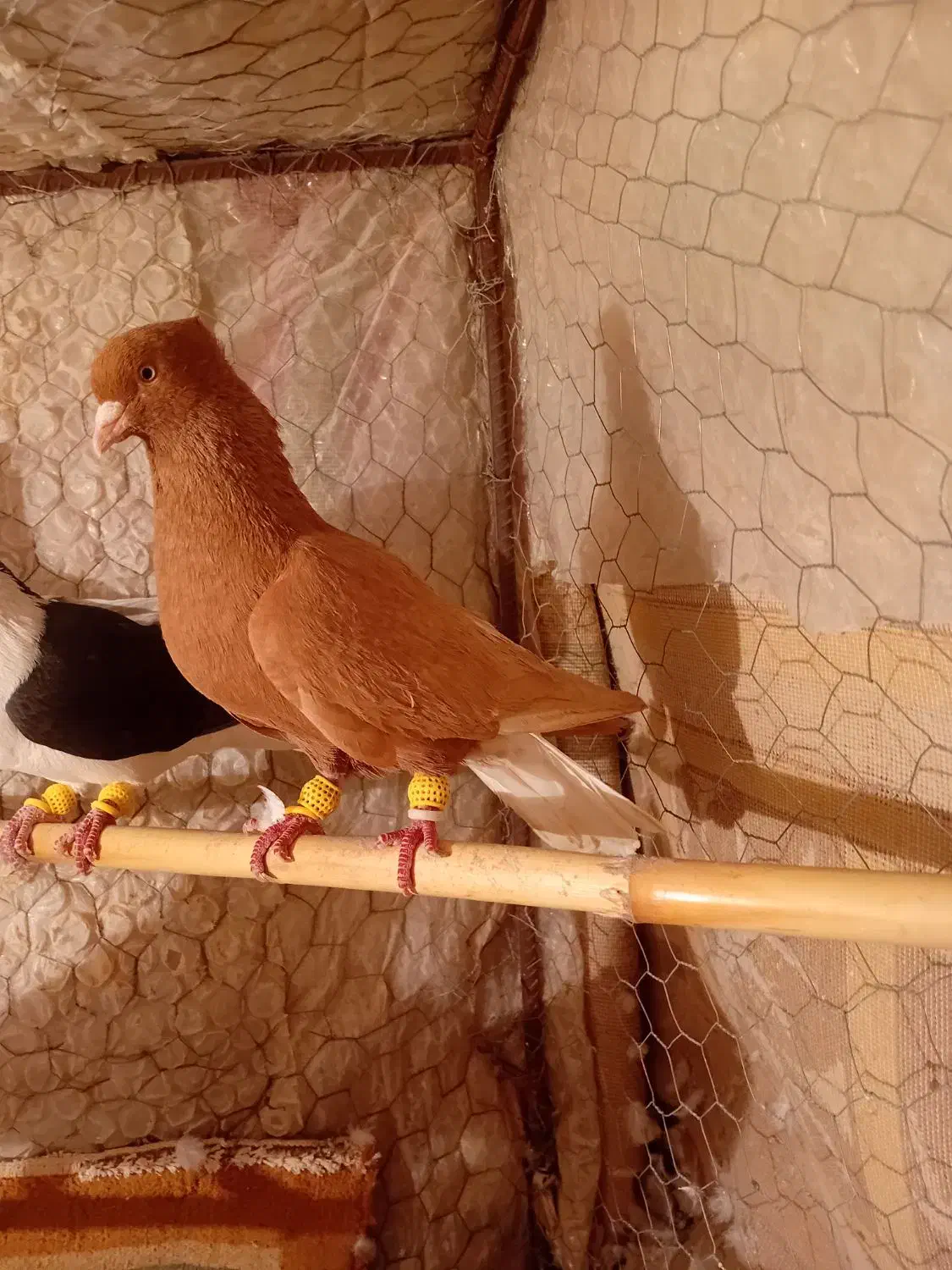 زرد دم سفید|پرنده|اسفرورین, |دیوار