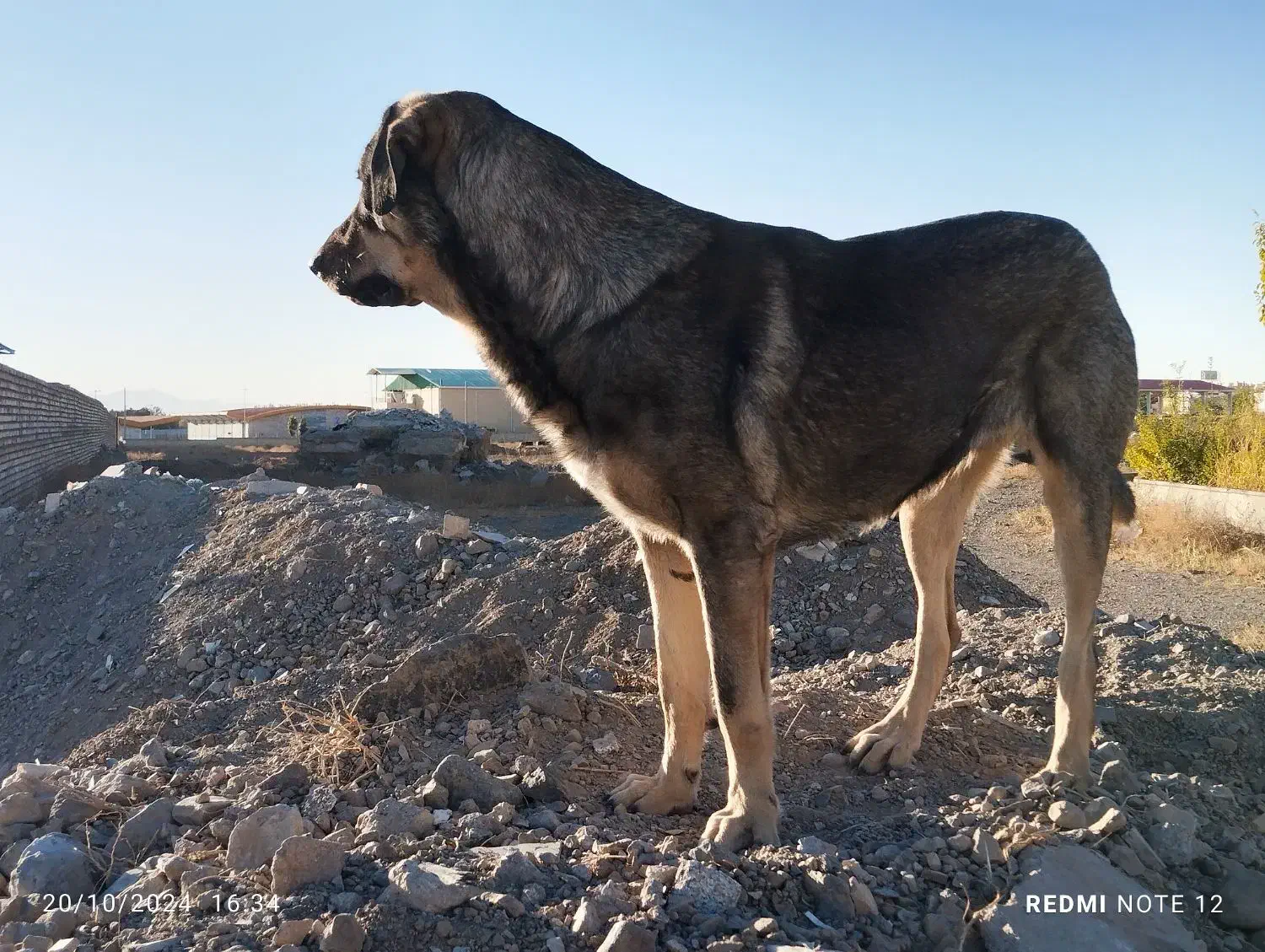 گمشده ها|حیوانات|زنجان, |دیوار