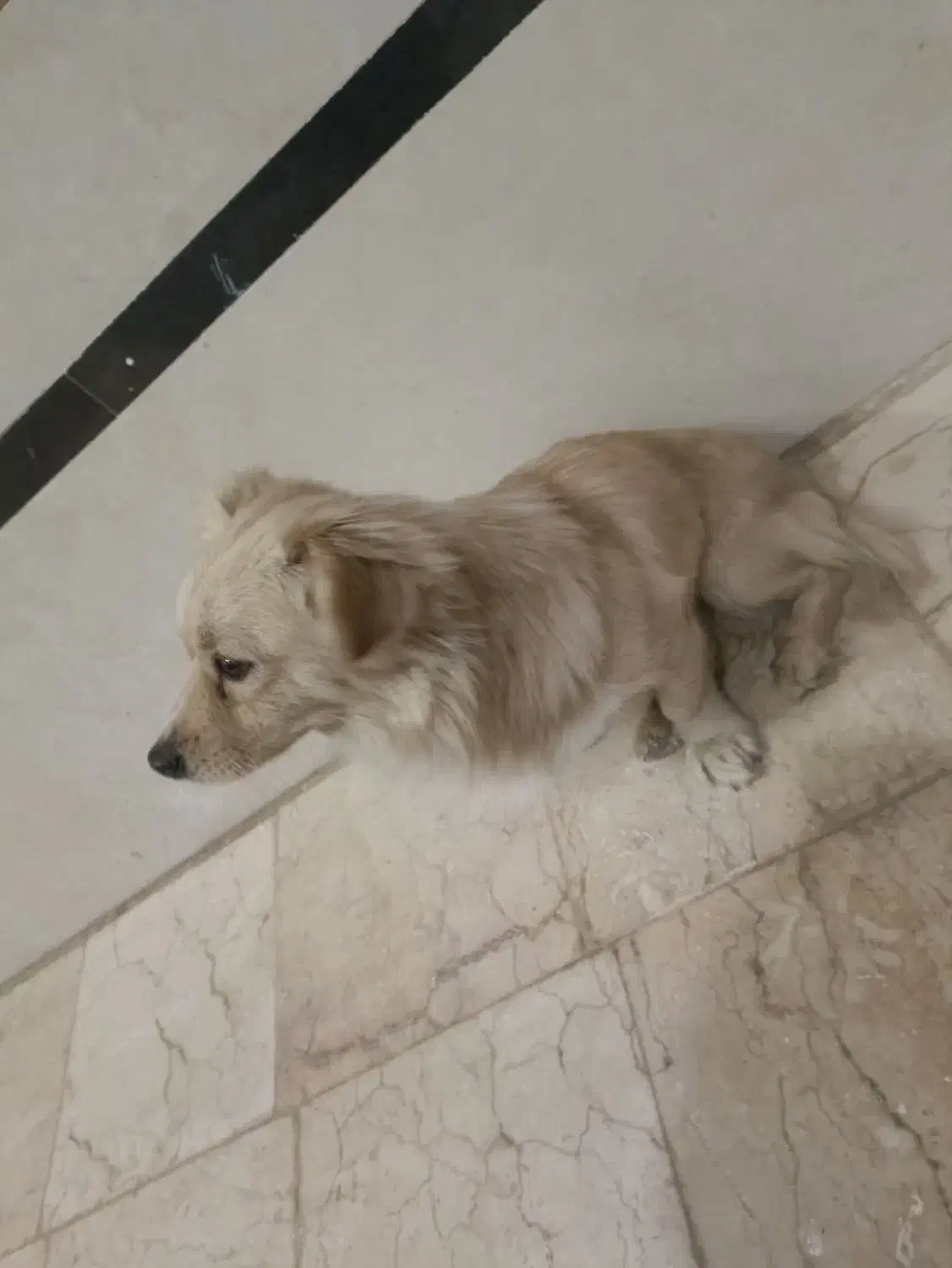 سگ پا کوتاه|سگ|اردکان, |دیوار