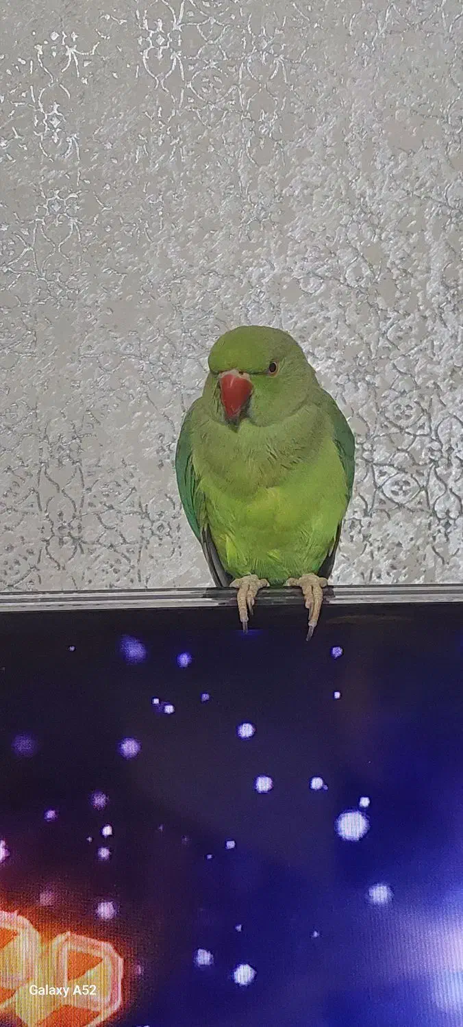 ملنگو ماده|پرنده|ری, جوانمرد قصاب|دیوار