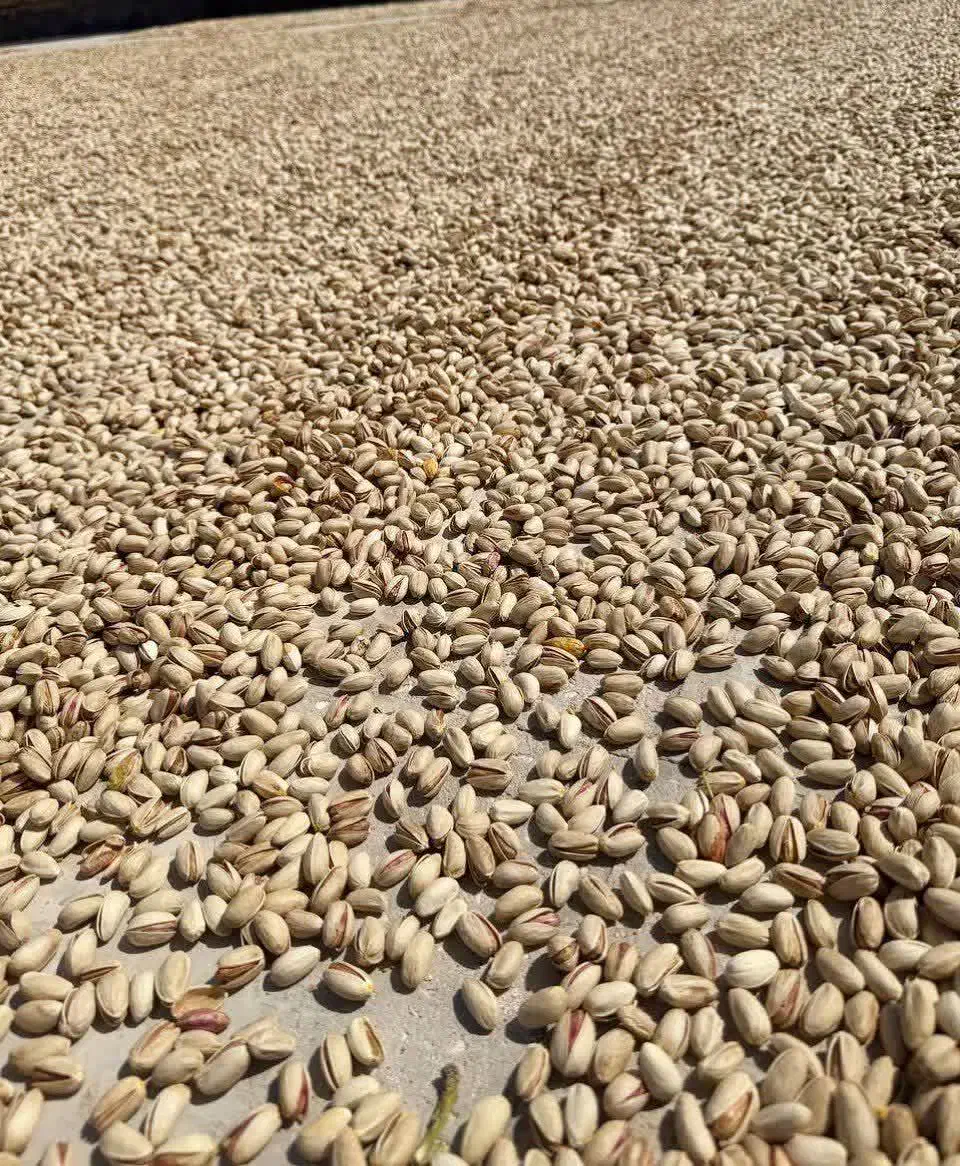 فروش پوست پسته ،کربن پسته|عمدهفروشی|مه ولات, |دیوار