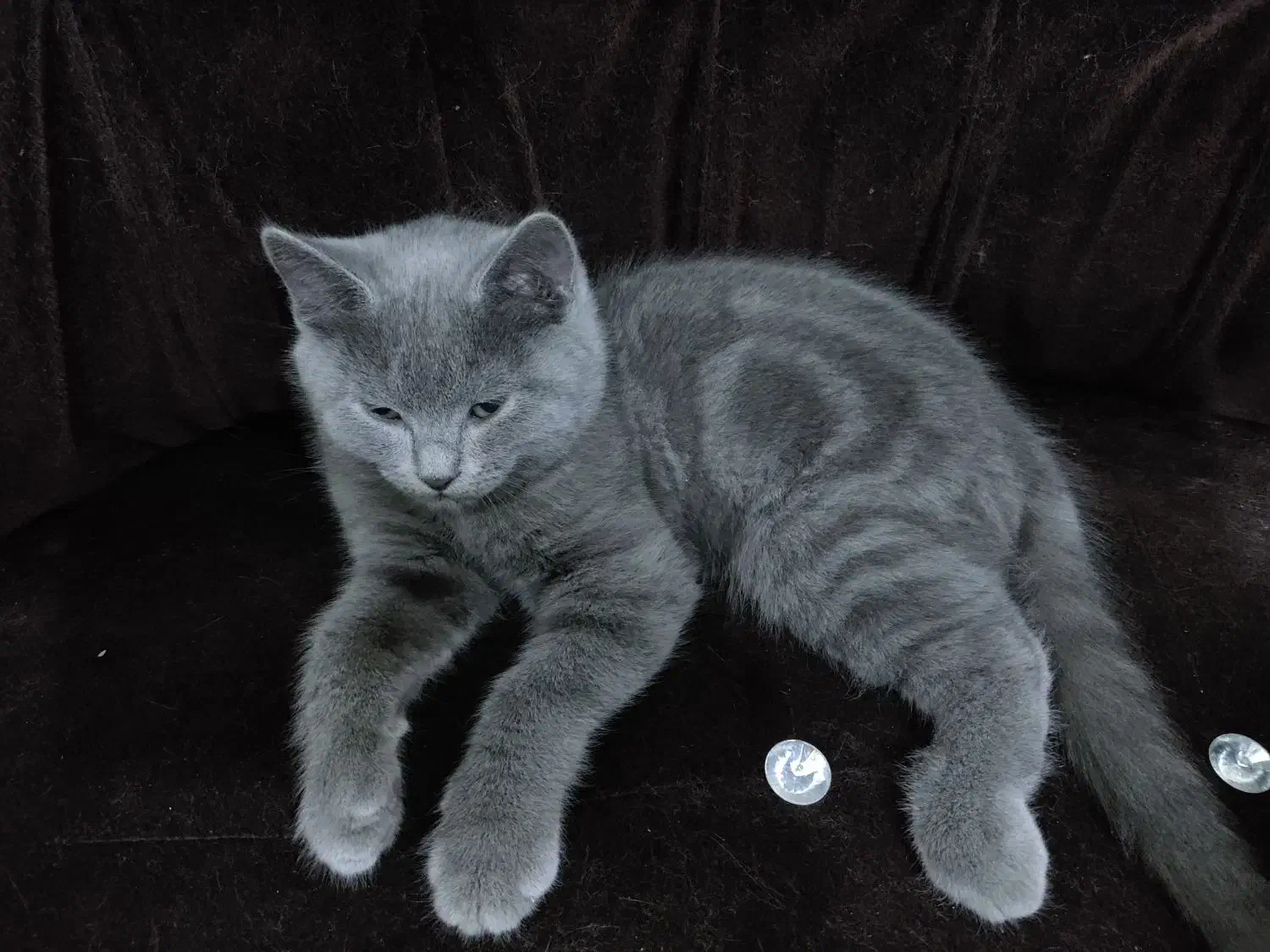 واگذاری بچه گربه|گربه|مشهد, شهرک امام هادی (شهرک غرب)|دیوار