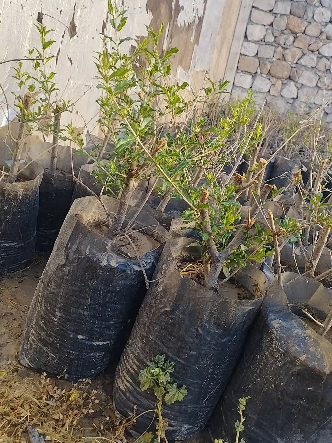 نهال انار درجه یک سیاب|خدمات باغبانی و درختکاری|طرهان, |دیوار