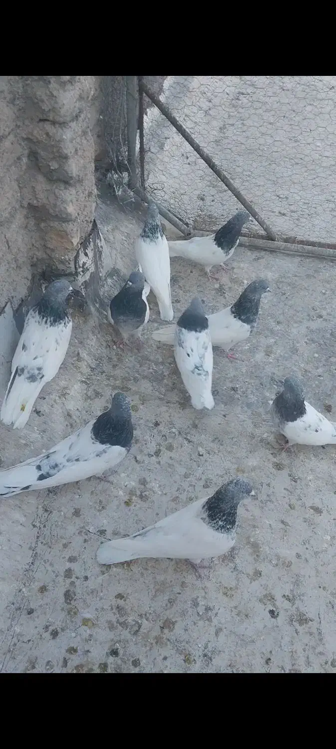 فروشی کبوتر|پرنده|میانه, |دیوار