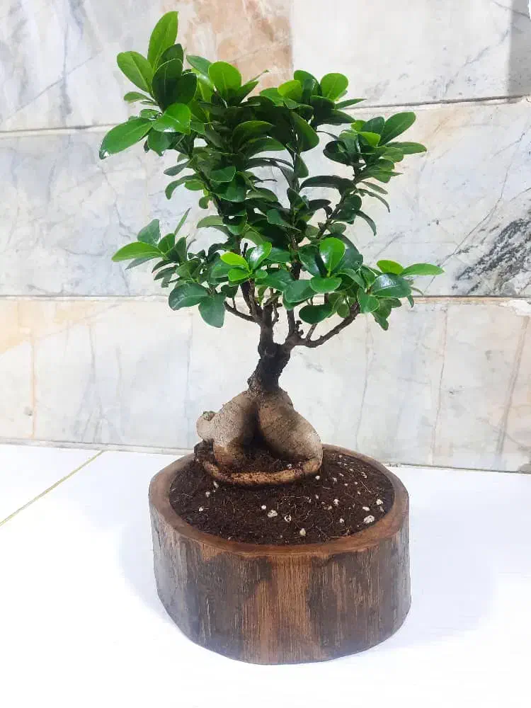 گلدان بونسای|گل مصنوعی|احمدآبادمستوفی, |دیوار