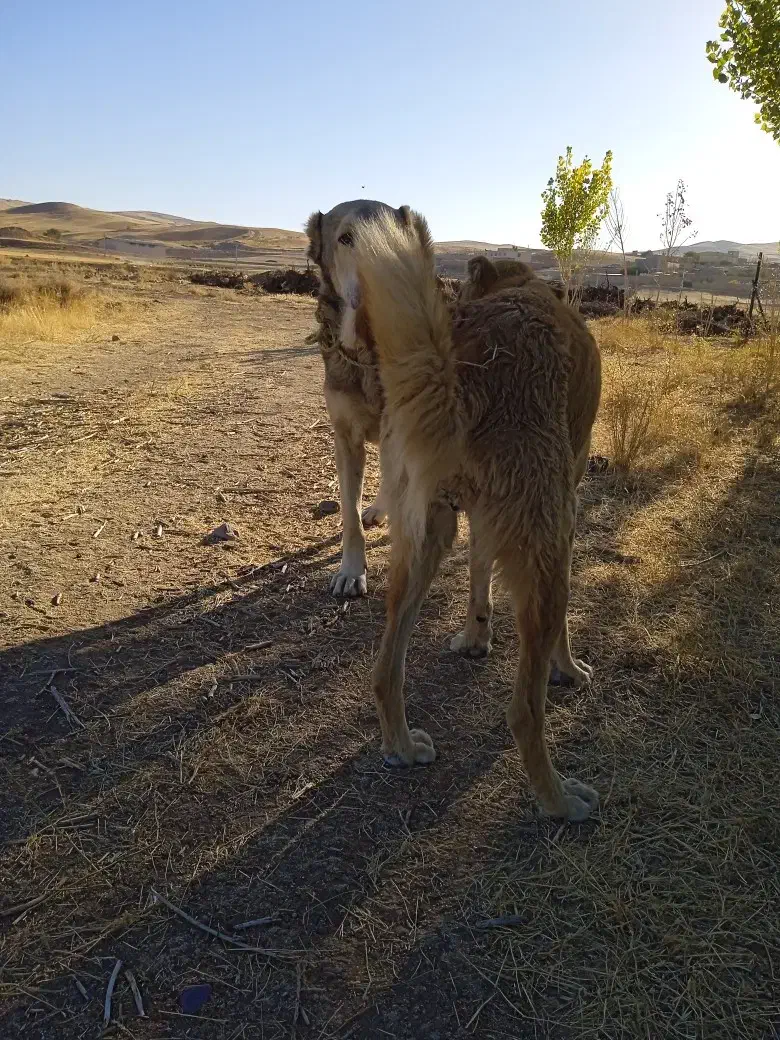 دو تا سگ عراقی|سگ|بستان آباد, |دیوار