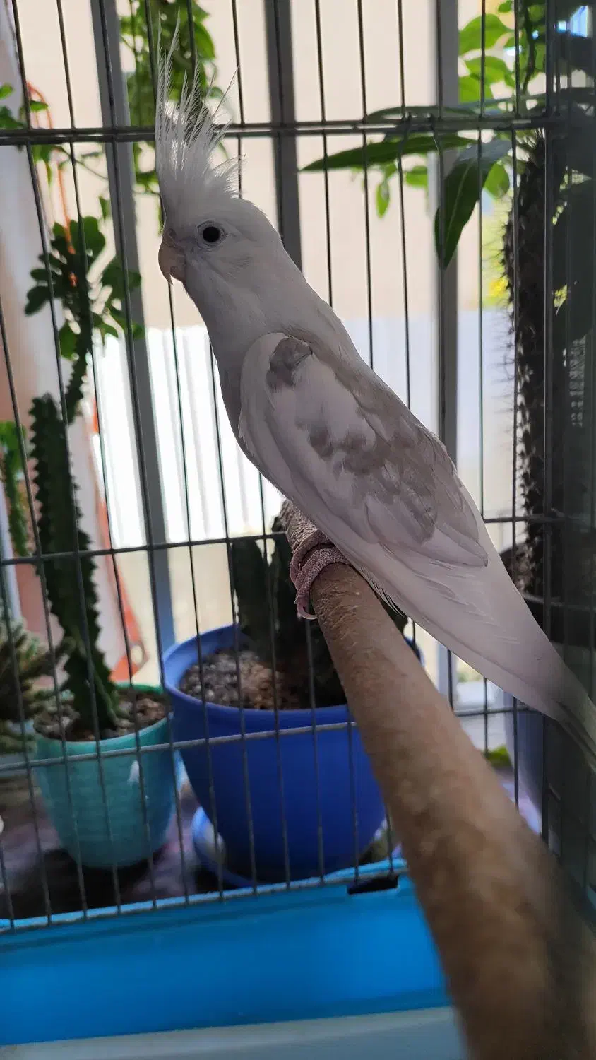 عروس هلندی آلبینو|پرنده|قدس, شهرقدس|دیوار