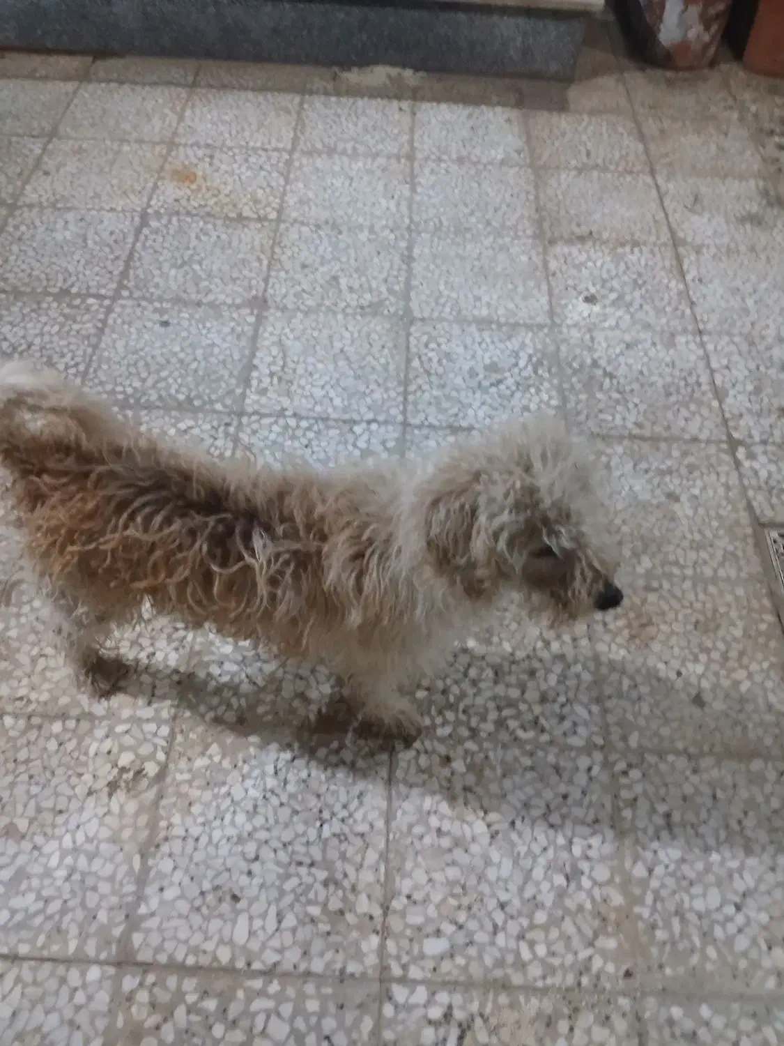 سگ شیتزو قیمت مناسب|سگ|گرمسار, |دیوار