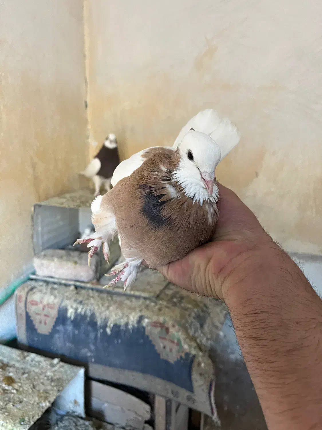 توقی|پرنده|شیراز, حجت آباد|دیوار