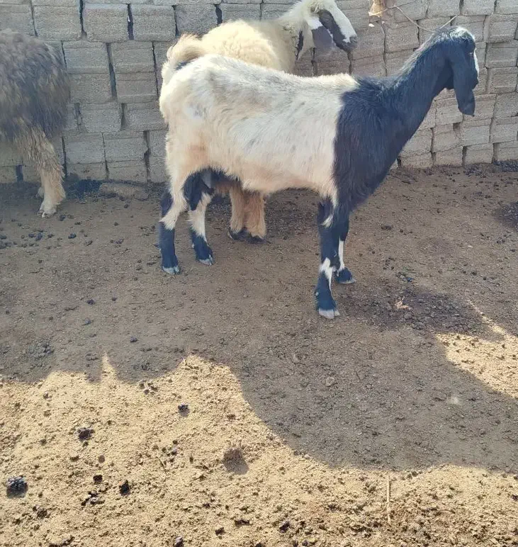 بزهول آبستن|حیوانات مزرعه|سعدآباد, |دیوار