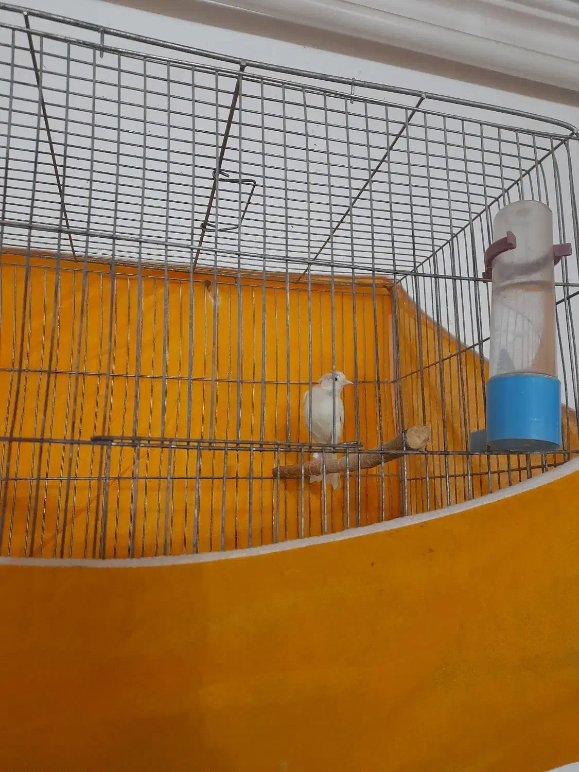 قناری سفید بخون جوان|پرنده|شهرضا, |دیوار