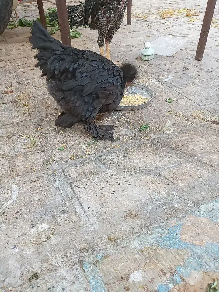 مرغ سلطان وخروس سفید|حیوانات مزرعه|شیراز, زرهی|دیوار