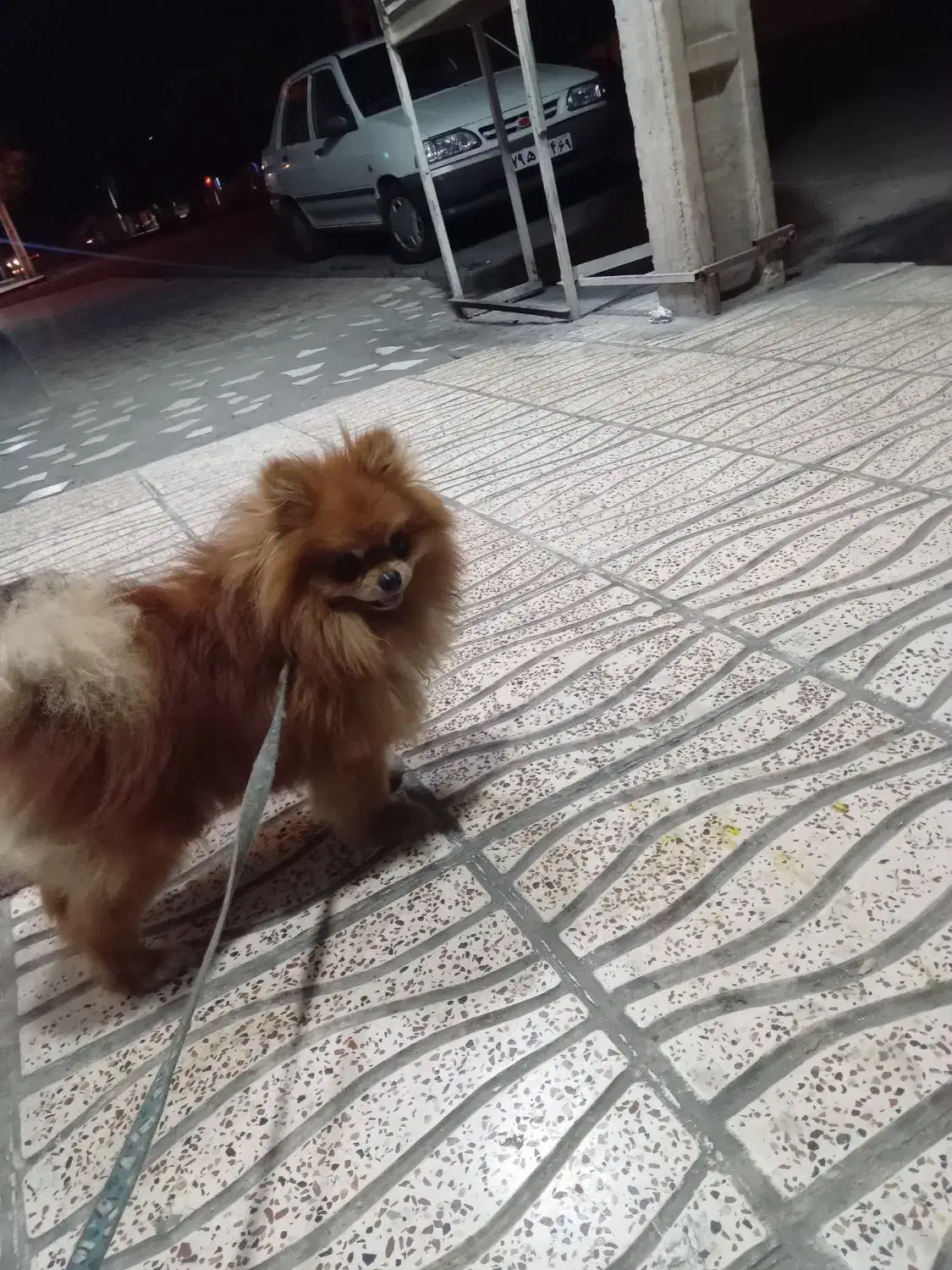 پامرین نژاد دار اصل|سگ|گنبد کاووس, |دیوار