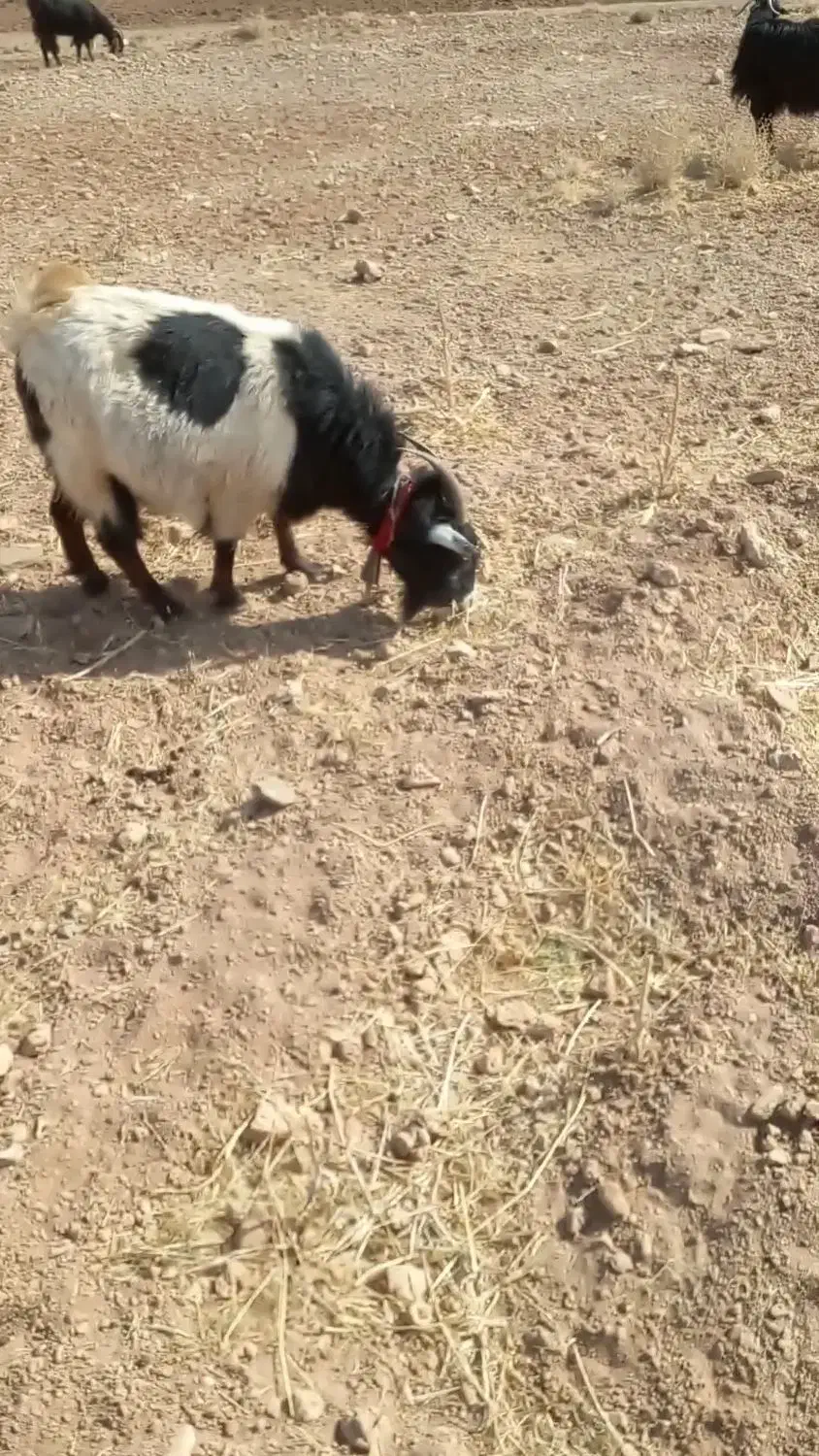 فروش ۴راس بز و کهره|حیوانات مزرعه|خرم بید, |دیوار