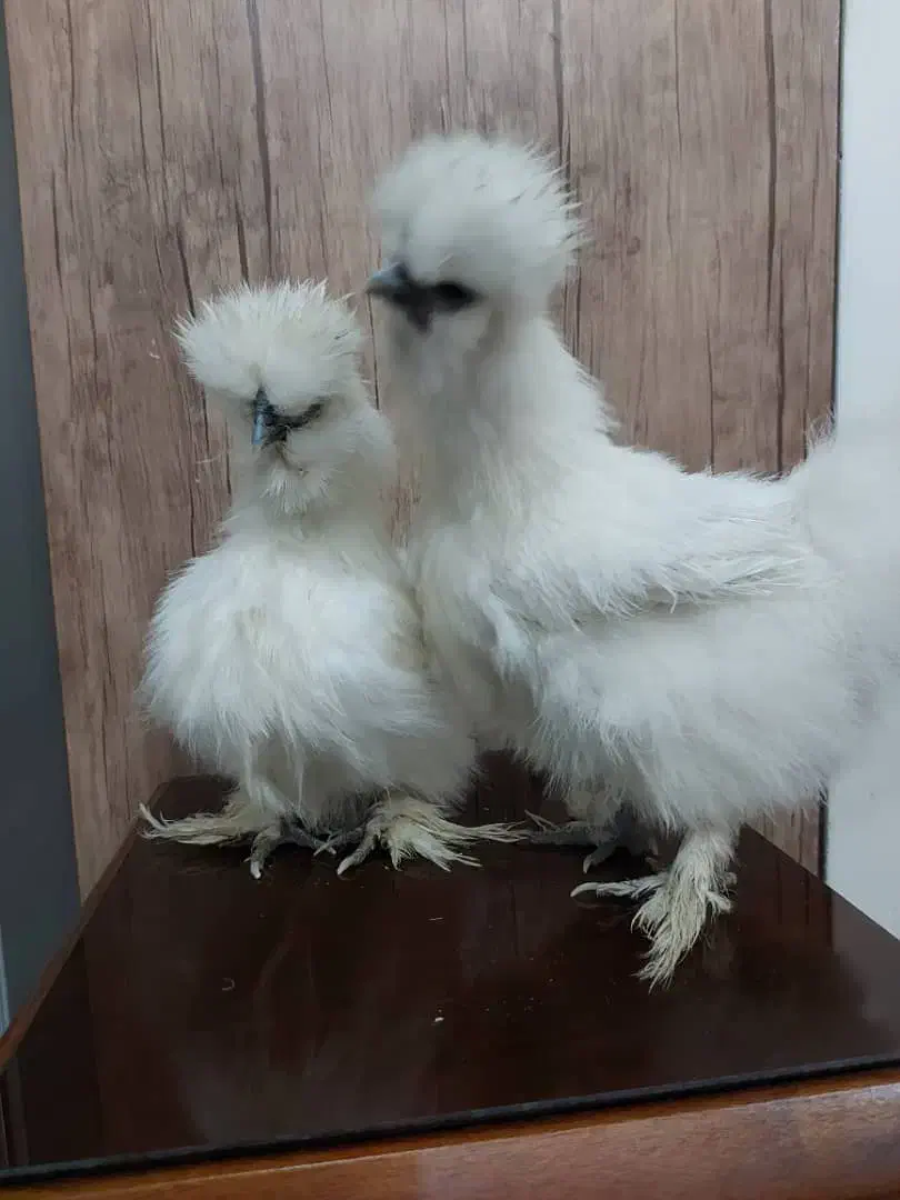 فروش مولد مرغ ابریشمی|حیوانات مزرعه|نسیم‌شهر, |دیوار