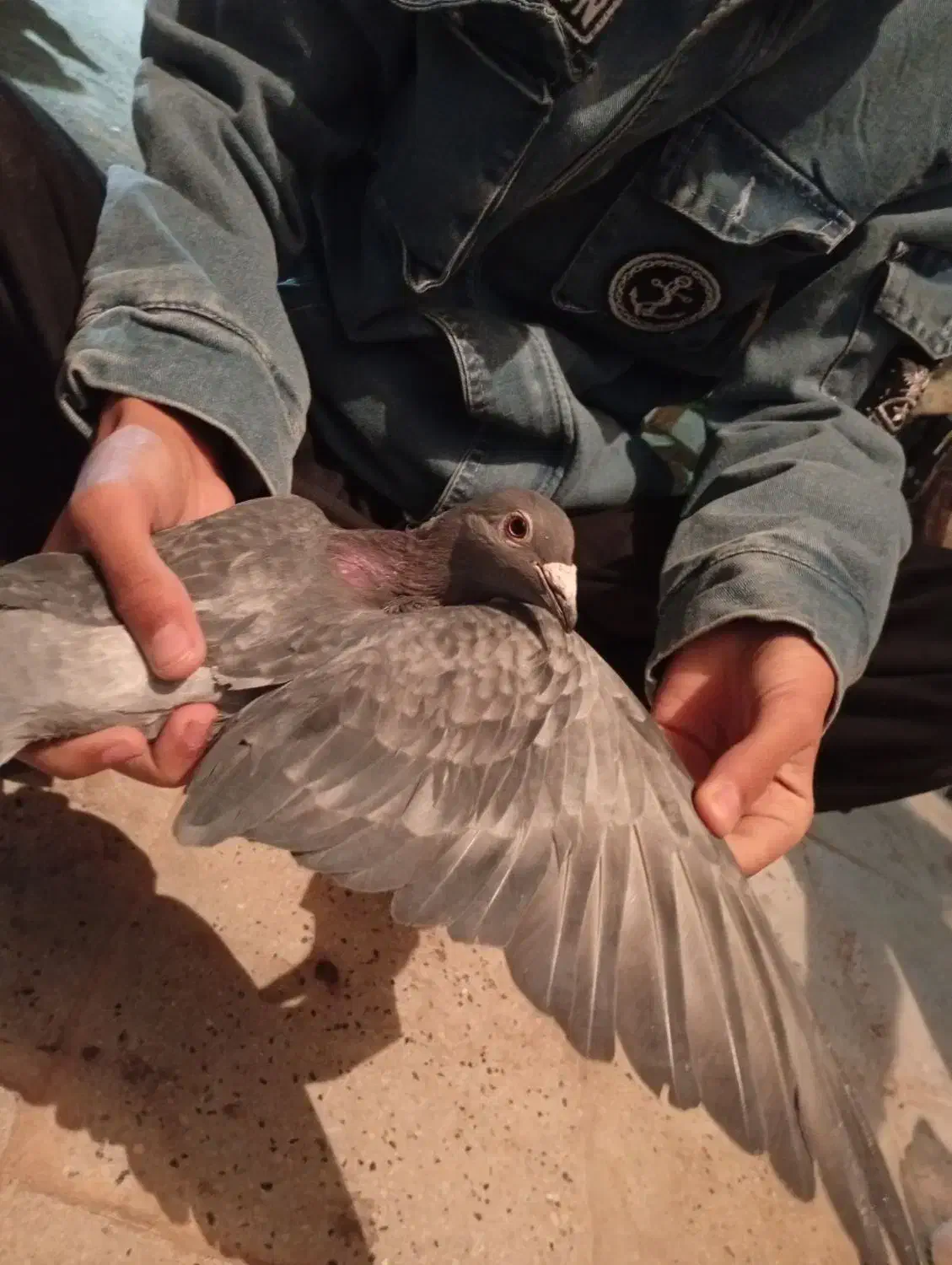 آلمانی|پرنده|خوسف, |دیوار