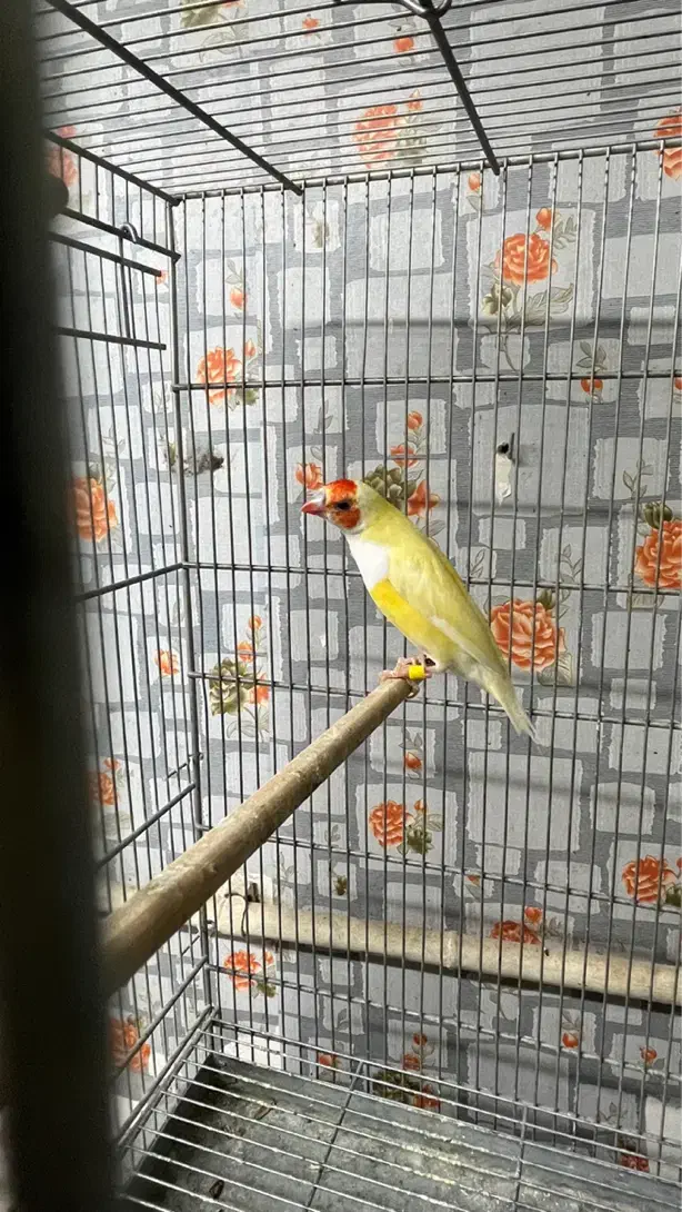 ماده گلدین مست آماده|پرنده|تهران, انبار نفت|دیوار