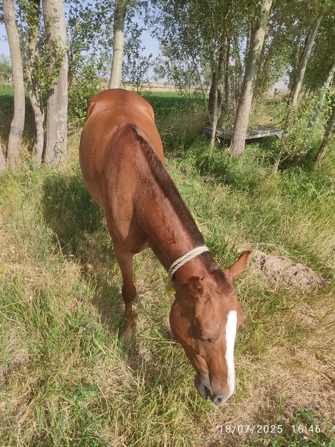 اسب مادیان|اسب و تجهیزات اسبسواری|بستان آباد, |دیوار