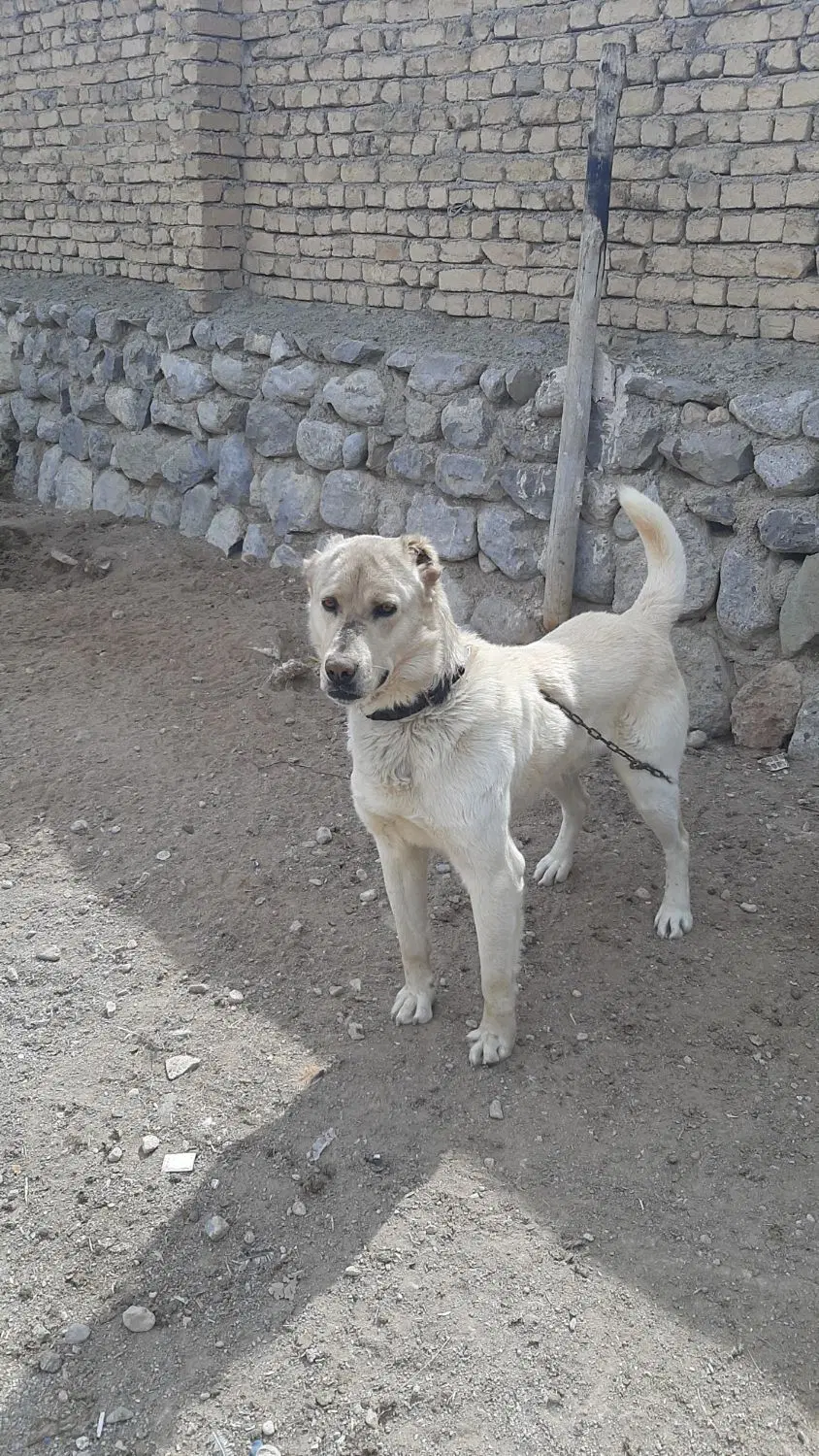 سگ  جوان|سگ|شیروان (خراسان), |دیوار