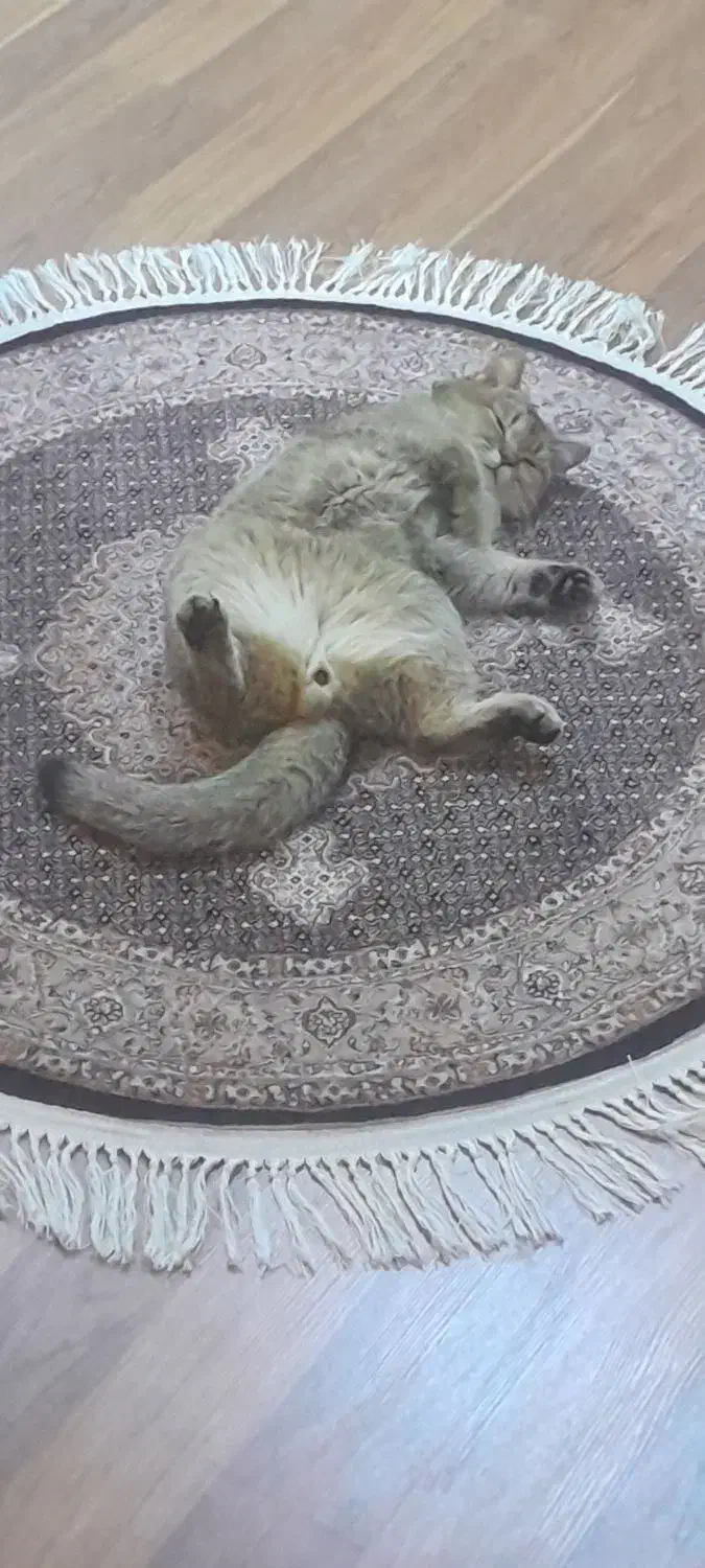 گربه بریتیش گلد|گربه|تبریز, |دیوار