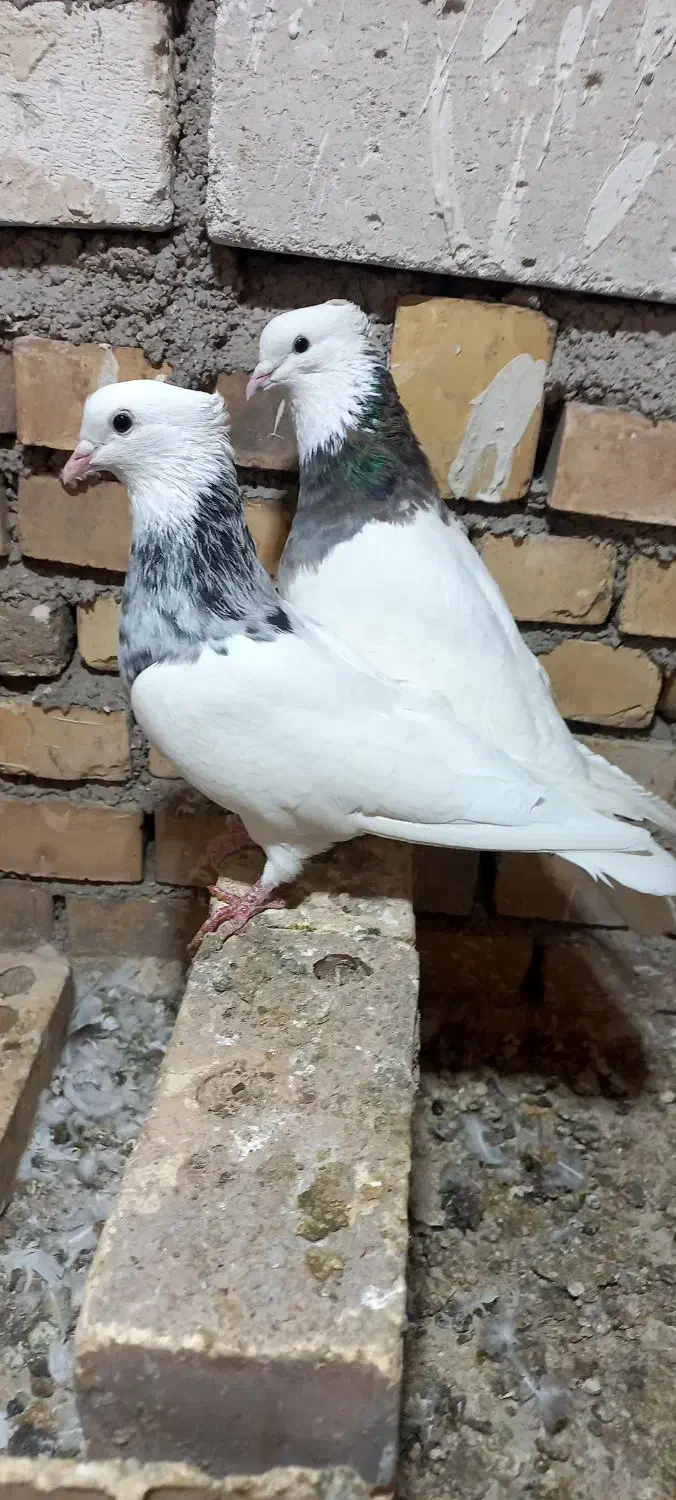 جفت طوقی درجه یک|پرنده|خرمشهر, |دیوار