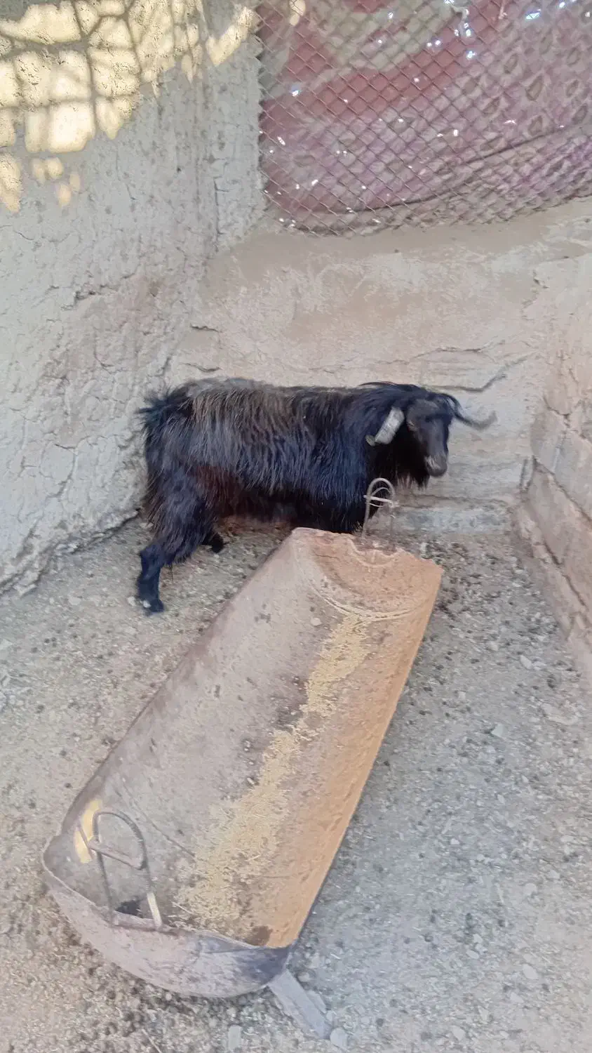 گوسفند فروشی نر|حیوانات مزرعه|درمیان, |دیوار