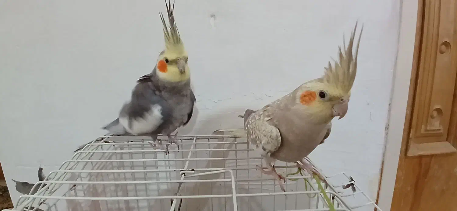 عروس هلندی|پرنده|نهاوند, |دیوار