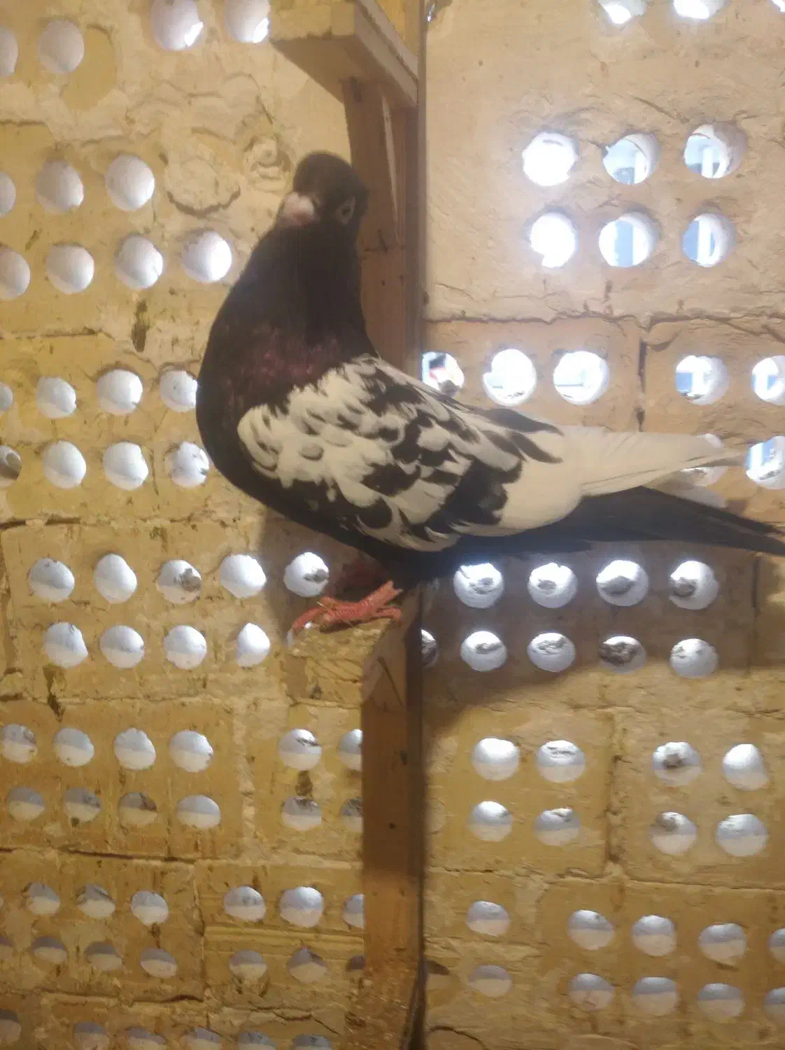 سینه سیاه|پرنده|مشهد, هفده شهریور|دیوار