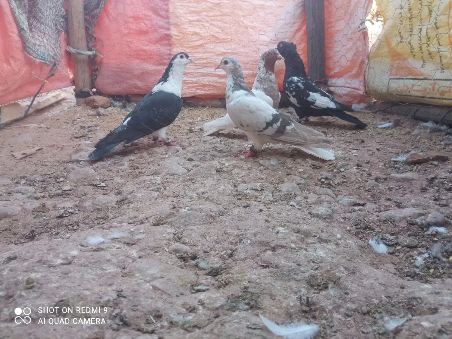 معاوضه با گراف نر ماده|پرنده|تربت جام, میان جام|دیوار