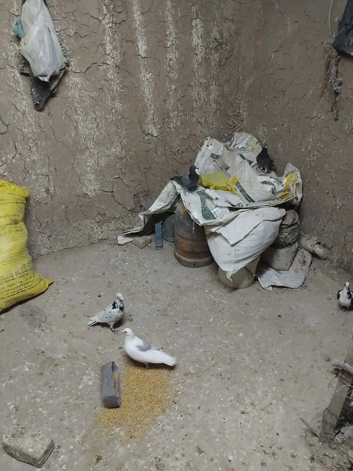 کفتر فروشی ۴۰تا جوانه سبز آلمانی|پرنده|ملک‌آباد, |دیوار