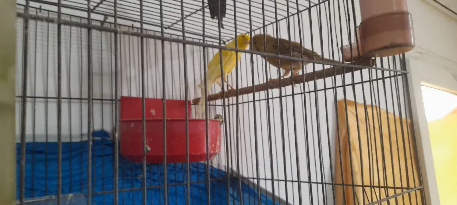 پرنده قناری جفت|پرنده|اصفهان, بهارستان|دیوار