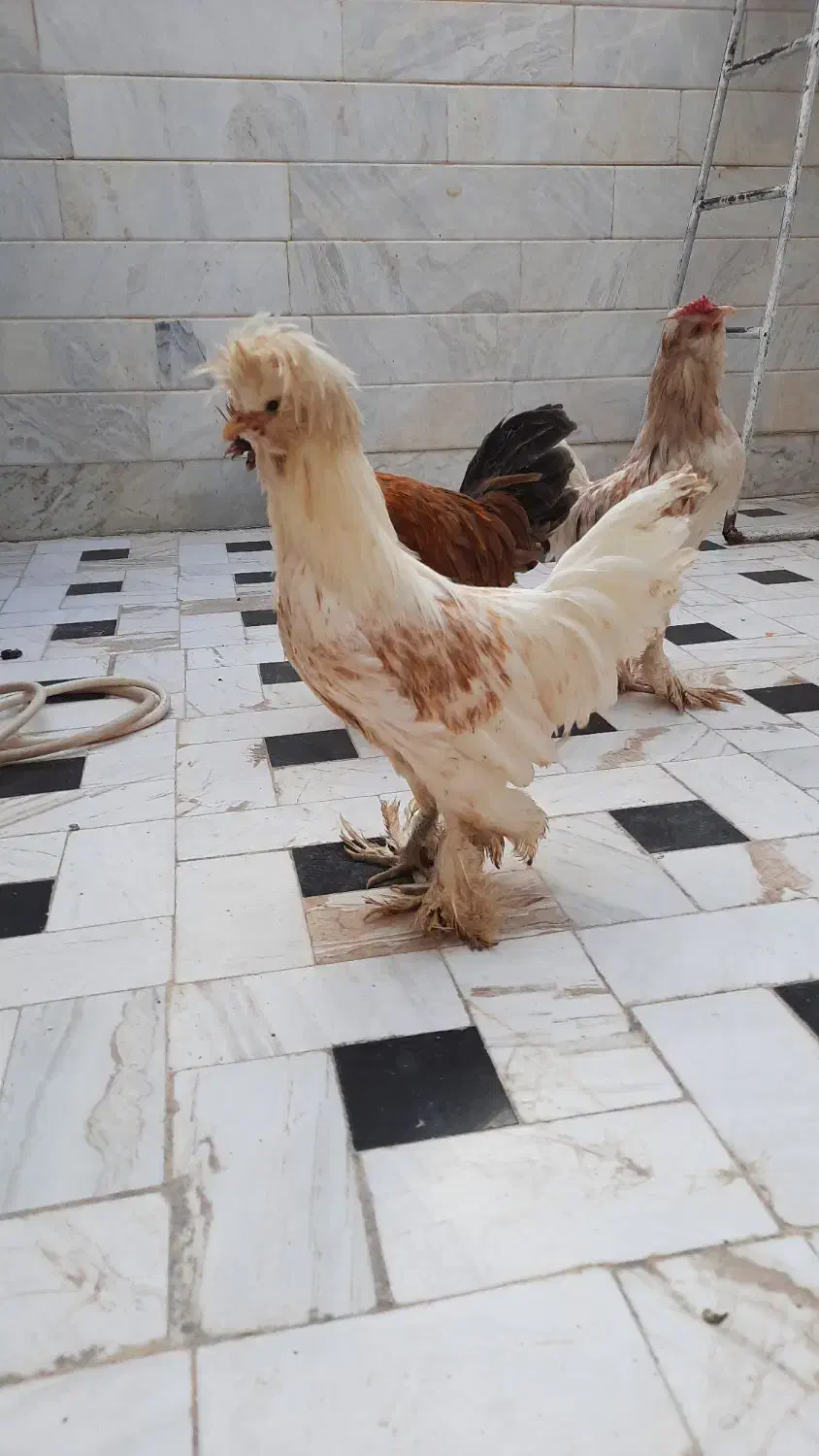 خروس سلطان|حیوانات مزرعه|قم, شهرک امام حسین|دیوار