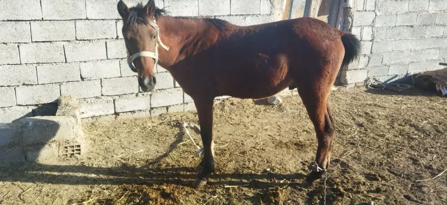 اسب نر|اسب و تجهیزات اسبسواری|اصلاندوز, |دیوار